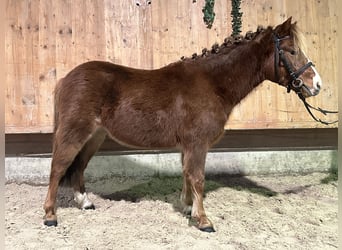 Poni Dartmoor Mestizo, Caballo castrado, 4 años, 118 cm, Alazán