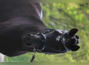 Poni Dartmoor, Caballo castrado, 4 años, 120 cm, Negro
