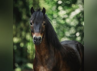 Poni Dartmoor, Caballo castrado, 5 años, 120 cm, Castaño oscuro