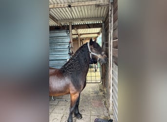 Poni Dartmoor, Caballo castrado, 7 años, 125 cm, Castaño oscuro