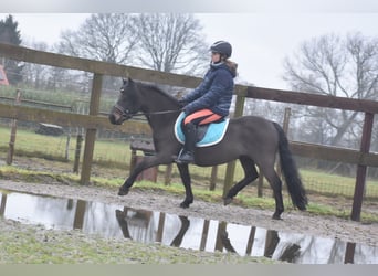 Poni Dartmoor, Caballo castrado, 7 años, 125 cm, Castaño oscuro