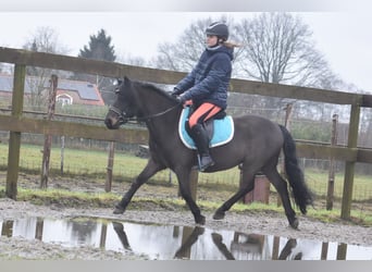 Poni Dartmoor, Caballo castrado, 7 años, 125 cm, Castaño oscuro