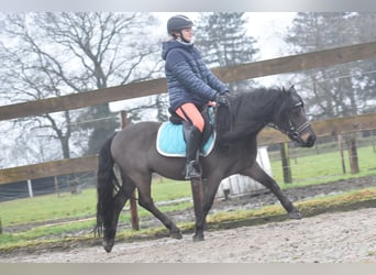 Poni Dartmoor, Caballo castrado, 7 años, 125 cm, Castaño oscuro