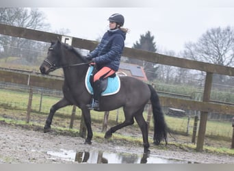 Poni Dartmoor, Caballo castrado, 7 años, 125 cm, Castaño oscuro