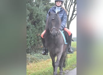 Poni Dartmoor, Caballo castrado, 7 años, 125 cm, Castaño oscuro