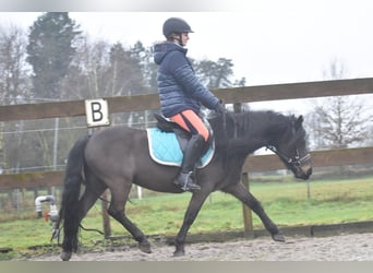 Poni Dartmoor, Caballo castrado, 7 años, 125 cm, Castaño oscuro