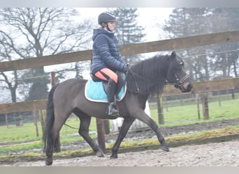 Poni Dartmoor, Caballo castrado, 7 años, 125 cm, Castaño oscuro