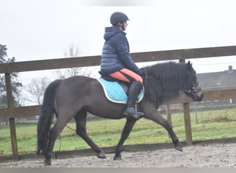 Poni Dartmoor, Caballo castrado, 7 años, 125 cm, Castaño oscuro