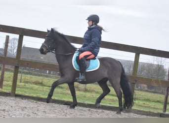 Poni Dartmoor, Caballo castrado, 7 años, 125 cm, Castaño oscuro