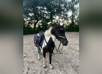 Poni Dartmoor, Caballo castrado, 7 años, 128 cm, Pío