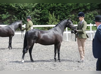 Poni Dartmoor Mestizo, Caballo castrado, 8 años, 128 cm, Negro