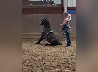 Poni Dartmoor, Caballo castrado, 9 años, 126 cm, Castaño oscuro