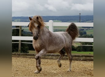 Poni Dartmoor, Semental, 17 años, 120 cm, Tordo ruano