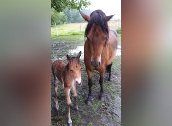 Poni Dartmoor, Semental, 1 año, Castaño