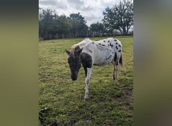 Poni Dartmoor, Semental, 1 año
