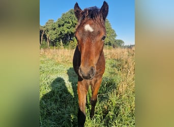 Poni Dartmoor, Semental, Potro (05/2026), 125 cm, Castaño