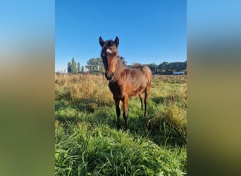 Poni Dartmoor, Semental, Potro (05/2026), 125 cm, Castaño