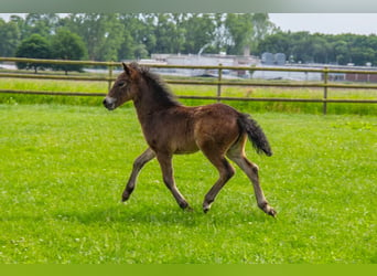 Poni Dartmoor, Semental, Potro (04/2024), 126 cm, Negro