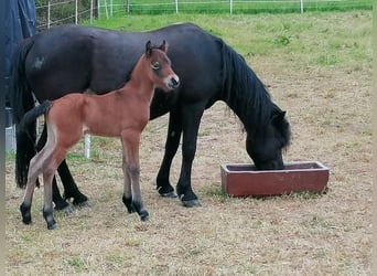 Poni Dartmoor, Semental, Potro (04/2025), Castaño