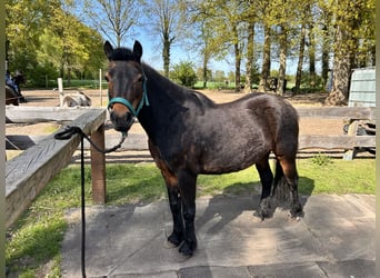 Poni Dartmoor, Yegua, 14 años, 121 cm, Castaño