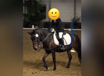 Poni Dartmoor Mestizo, Yegua, 17 años, Castaño