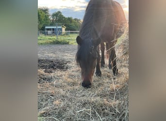 Poni Dartmoor Mestizo, Yegua, 21 años, 120 cm, Castaño