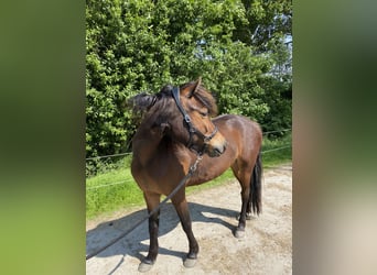 Poni Dartmoor, Yegua, 3 años, 124 cm, Castaño oscuro