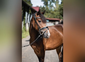 Poni Dartmoor, Yegua, 4 años, 138 cm, Castaño