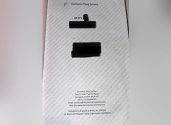 Poni Dartmoor Mestizo, Yegua, 5 años, 147 cm, Pío