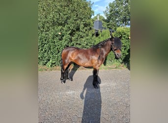 Poni Dartmoor, Yegua, 6 años, 129 cm