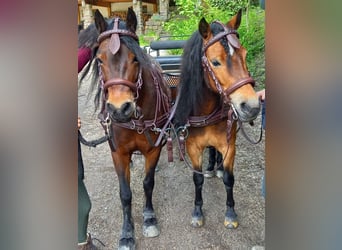 Poni Dartmoor, Yegua, 8 años, 125 cm, Castaño