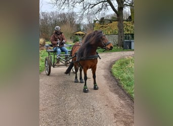 Poni Dartmoor, Yegua, 9 años, 125 cm, Castaño