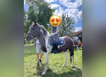 Poni Dartmoor, Yegua, 9 años, 125 cm, Pío