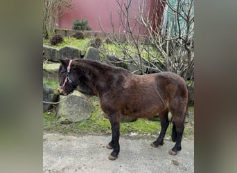 Poni Dartmoor, Yegua, 9 años, 127 cm, Castaño