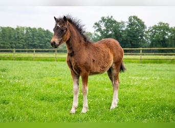 Poni Dartmoor, Yegua, Potro (03/2024), 127 cm, Morcillo