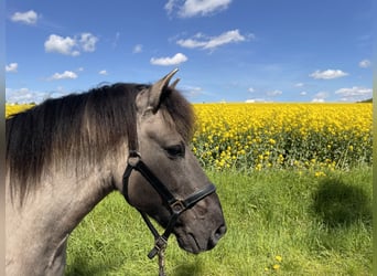 Poni de Dulmen, Caballo castrado, 19 años, 142 cm, Bayo