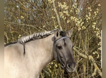 Poni de Dulmen, Caballo castrado, 20 años, 148 cm, Bayo