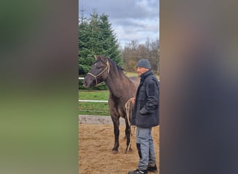 Poni de Dulmen, Caballo castrado, 4 años, 145 cm, Bayo