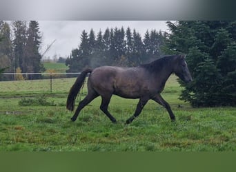 Poni de Dulmen, Caballo castrado, 4 años, 145 cm, Bayo