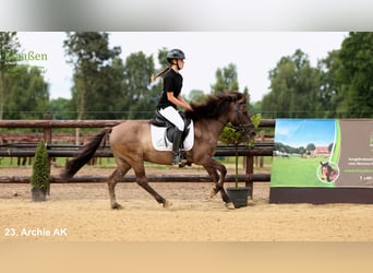 Poni de Dulmen, Caballo castrado, 5 años, Bayo