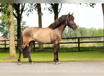 Poni de Dulmen, Caballo castrado, 5 años, Bayo