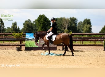 Poni de Dulmen, Caballo castrado, 5 años, Bayo