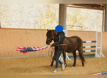 Poni de Dulmen, Caballo castrado, 6 años, 137 cm, Morcillo