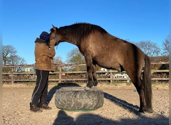 Poni de Dulmen, Caballo castrado, 6 años, 138 cm, Bayo