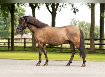 Poni de Dulmen, Caballo castrado, 6 años, 138 cm, Bayo