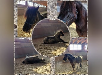 Poni de Dulmen Mestizo, Caballo castrado, 7 años, Negro