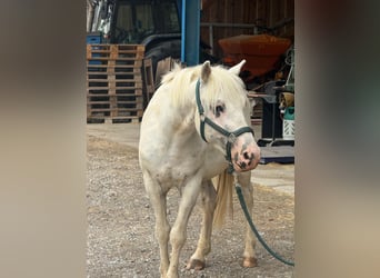 Poni de silla austríaco, Caballo castrado, 11 años, 135 cm, Tordo
