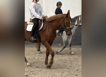 Poni de silla austríaco Mestizo, Caballo castrado, 6 años, 150 cm, Alazán
