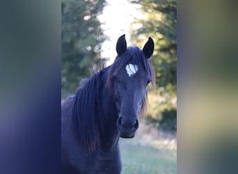 Poni de silla austríaco, Yegua, 1 año, 145 cm, Negro