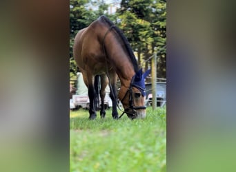 Poni Exmoor, Caballo castrado, 13 años, 136 cm, Castaño